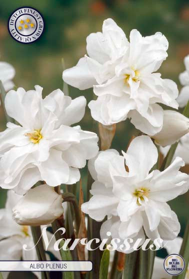 Narcissus Albo Plenus 5-pak