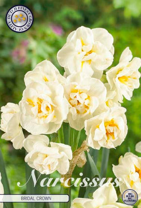 Narcissus Bridal Crown 6-pack