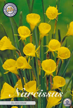 Narcissus Bulbocodium 10-pack