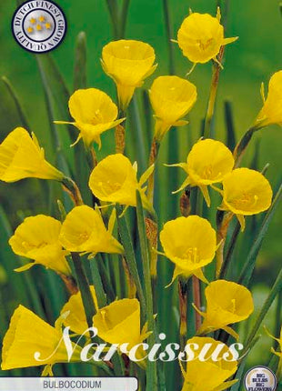 Narcissus Bulbocodium 10 kpl