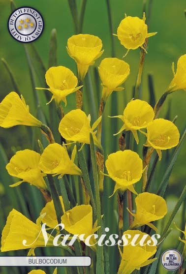 Narcissus Bulbocodium 10 kpl