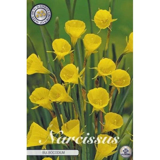 Narcissus Bulbocodium 10-pack