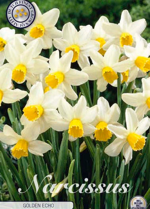 Narcissus Golden Echo 7 kpl
