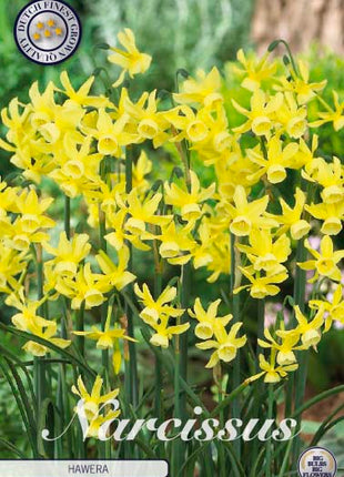 Narcissus Hawera 10-pack