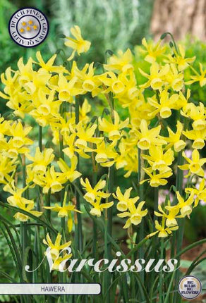 Narcissus Hawera 10 kpl