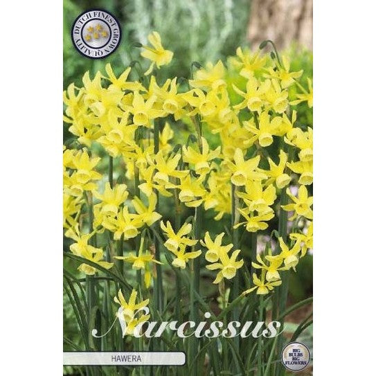 Narcissus Hawera 10-pack