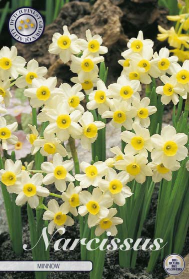 Narcissus Minnow 10-pak