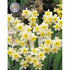Narcissus Minnow 10-pack