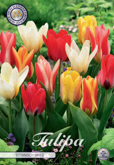 Tulipan 'Botanisch Mixed' 10-pak