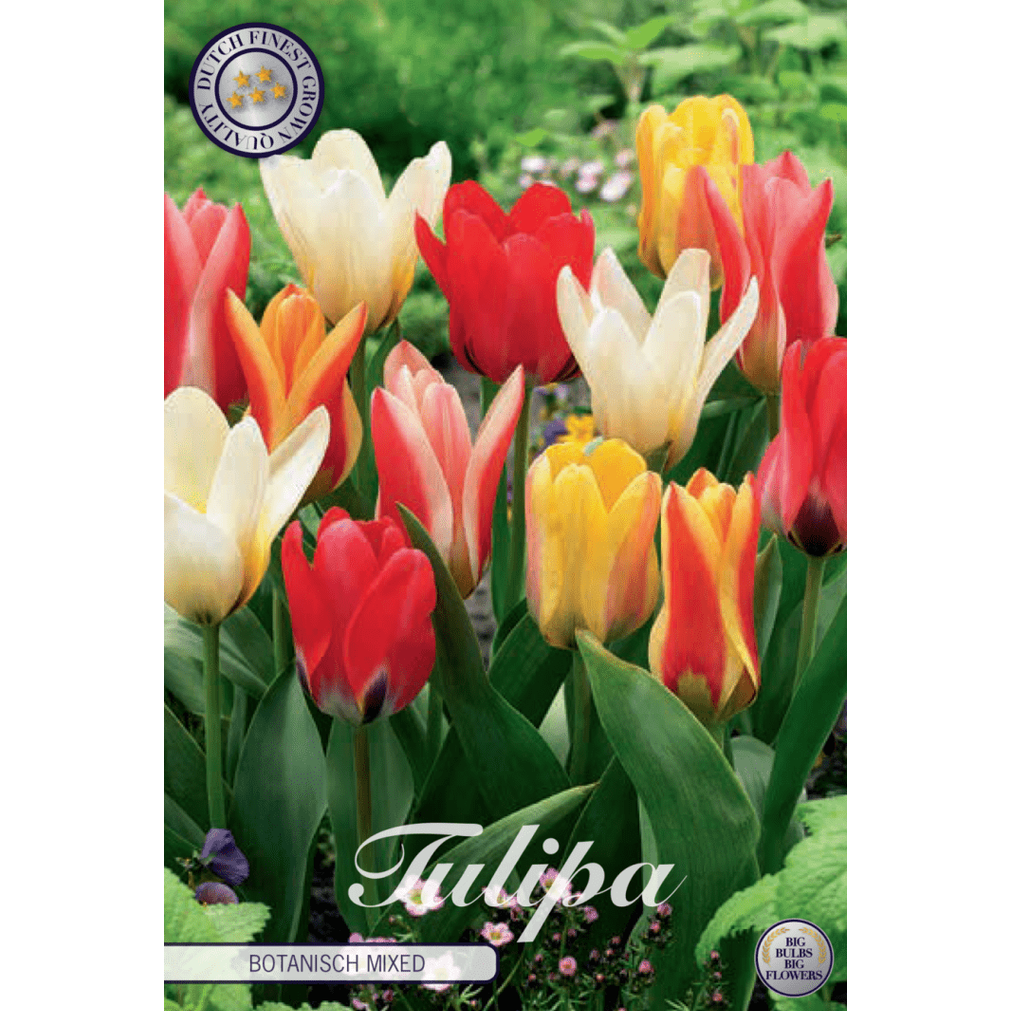 Tulpan 'Botanisch Mixed' 10-pack