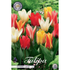 Tulpan &