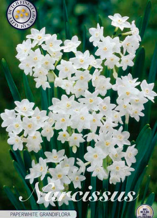 Narcissus Paperwhite Grandiflora 5 kpl
