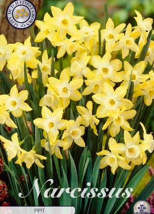 Narcissus Pipit 7 kpl