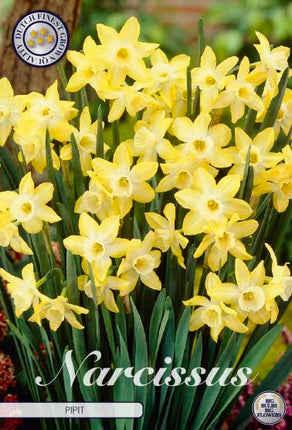 Narcissus Pipit 7 kpl