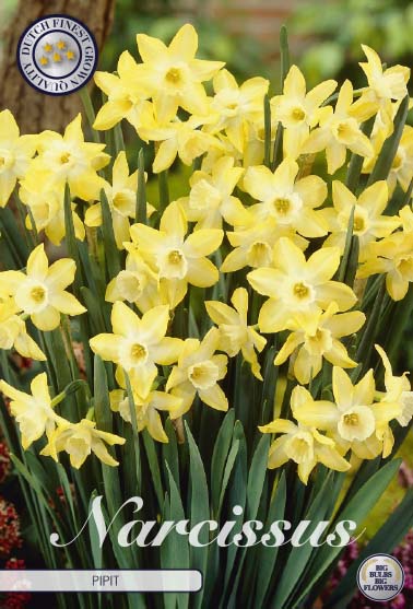 Narcissus piber 7-pak