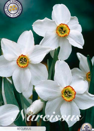 Narcissus Recurvus 5 kpl