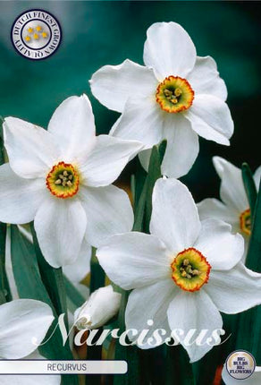 Narcissus Recurvus 5-pack