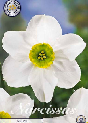 Narcissus Sinopel 5 kpl