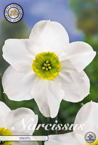Narcissus Sinopel 5 kpl