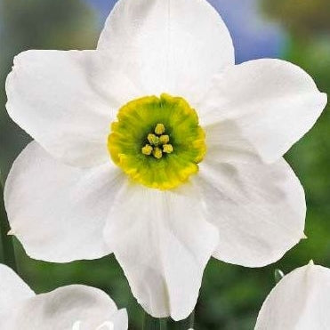 Narcissus Skype (NEW) 5-pack