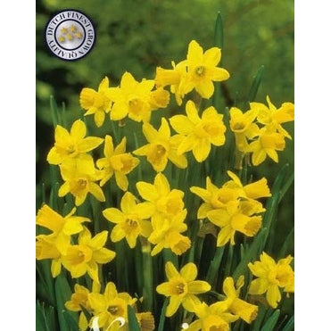 Narcissus Tête à Tête 10-pack