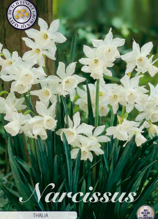 Narcissus Thalia 7 kpl