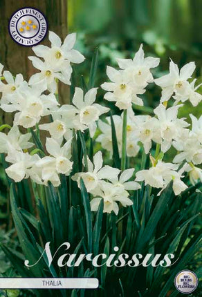 Narcissus Thalia 7-pack