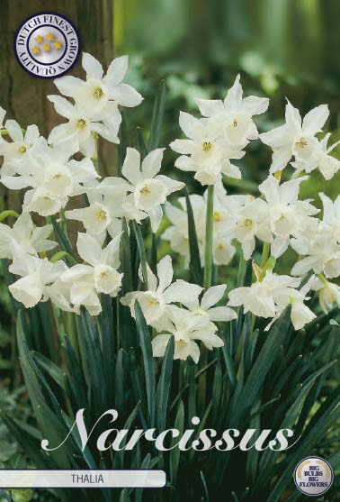 Narcissus Thalia 7 kpl