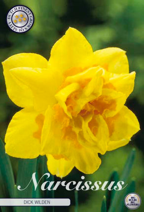 Narcissus Dick Wilden 5-pack