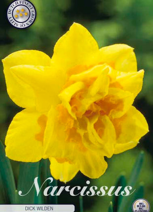 Narcissus Dick Wilden 5-pak