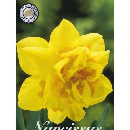 Narcissus Dick Wilden 5-pack