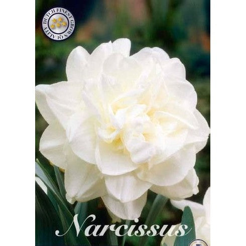 Narcissus Obdam 5-pack