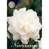Narcissus Obdam 5-pack