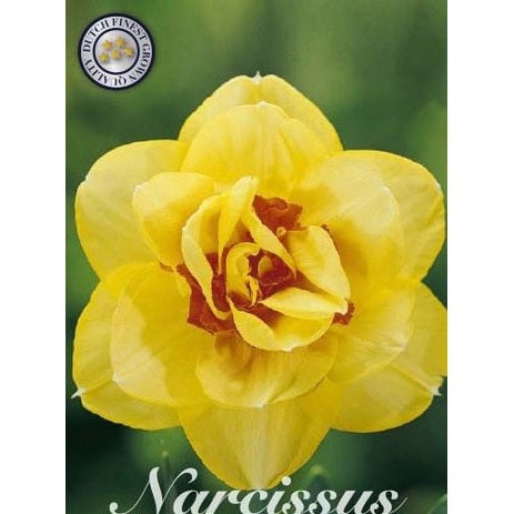 Narcissus Tahiti 5-pack