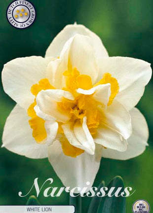 Narcissus White Lion 5-pack