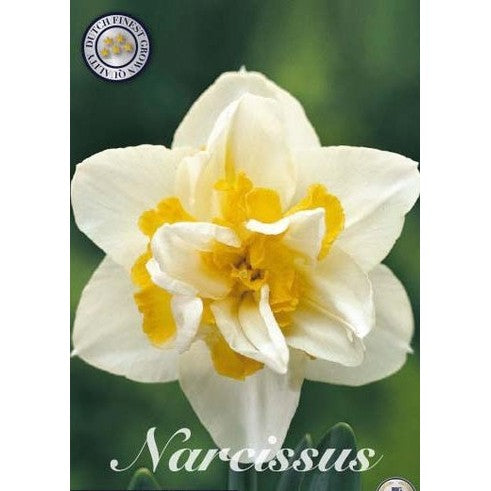 Narcissus White Lion 5-pack