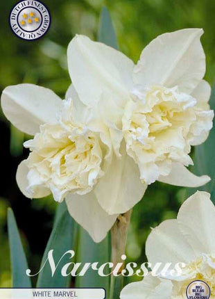 Narcissus White Marvel 5 kpl