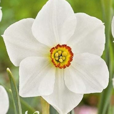Narcissus Actaea 5-pack