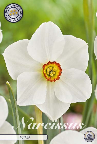Narcissus Actaea 5 kpl