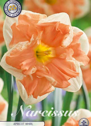 Narcissus Apricot Whirl 5-pack