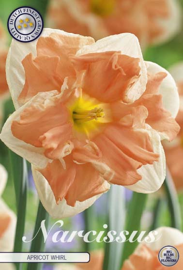 Narcissus Apricot Whirl 5 kpl