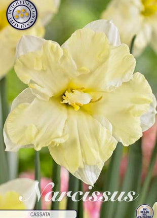 Narcissus Cassata 5 kpl