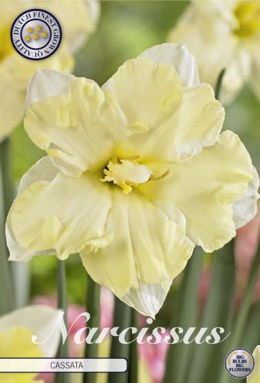 Narcissus Cassata 5 kpl
