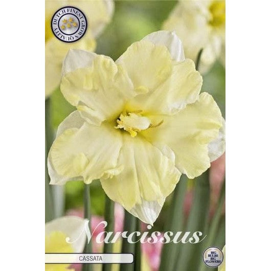 Narcissus Cassata 5-pack