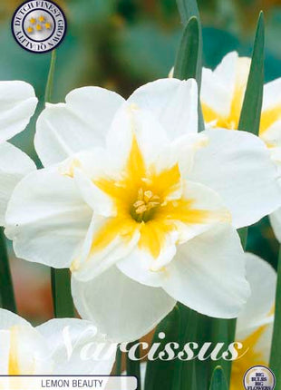 Narcissus Lemon Beauty 5 kpl