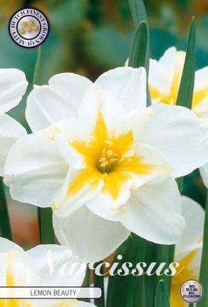 Narcissus Lemon Beauty 5-pack