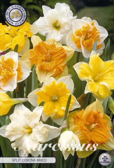 Narcissus Splitcrown Mixed 5 kpl