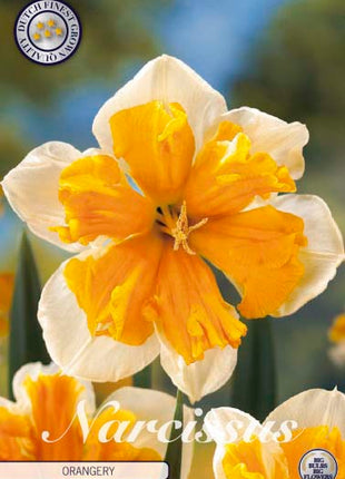Narcissus Orangery 5 kpl
