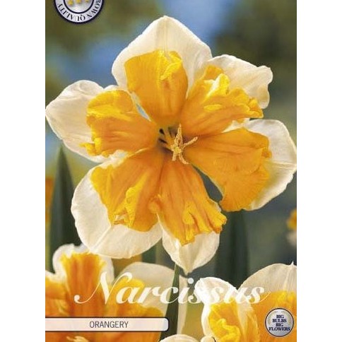 Narcissus Orangery 5-pack