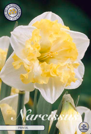 Narcissus Printal 5-pack